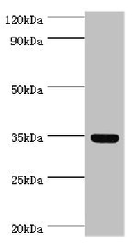 ARG1 Antibody