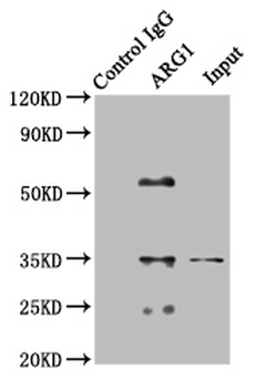 ARG1 Antibody