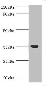 ARG1 Antibody