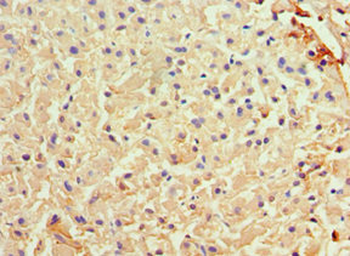 ARG1 Antibody