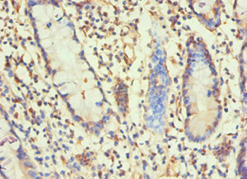 H1F0 Antibody