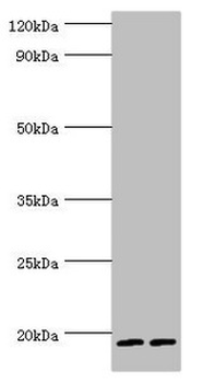 SRGN Antibody