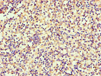 SRGN Antibody