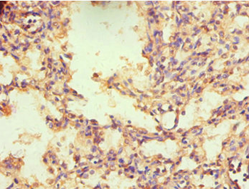 NR2C1 Antibody