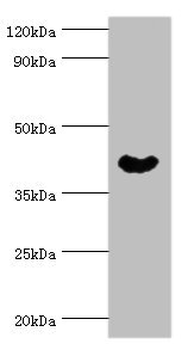 NCK1 Antibody