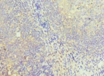 NCK1 Antibody