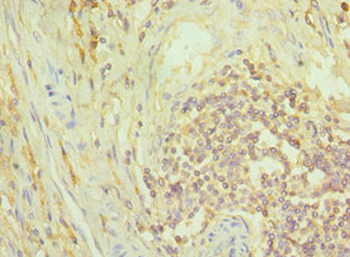 NCK1 Antibody