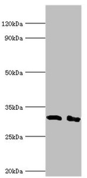 CD58 Antibody