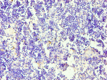 CD58 Antibody