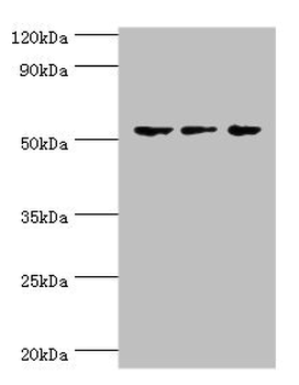 GATA2 Antibody