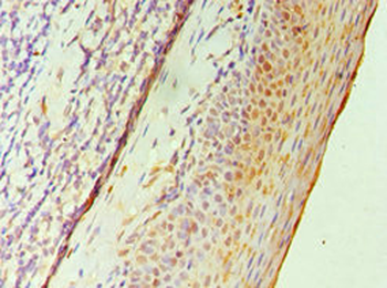 GATA2 Antibody