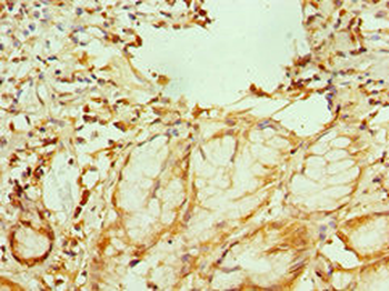 GATA2 Antibody