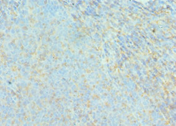 ACTR2 Antibody