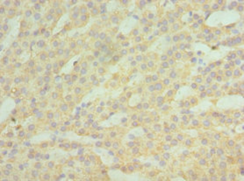 ASAH1 Antibody