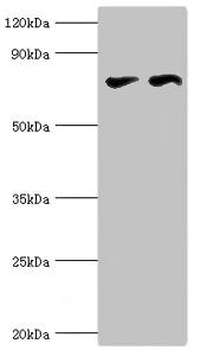 CTCF Antibody
