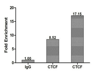 CTCF Antibody