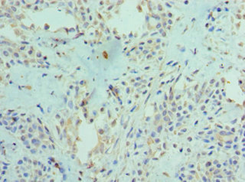 PADI4 Antibody