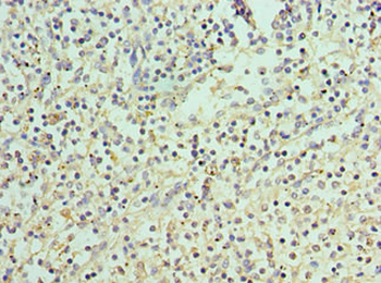 PADI4 Antibody
