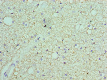 SEPT7 Antibody