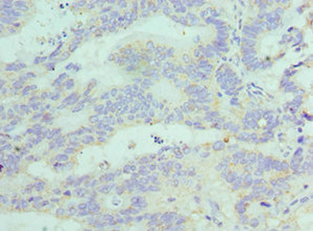 FGF1 Antibody