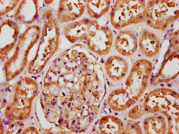 FGF1 Antibody