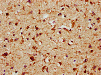 FGF1 Antibody