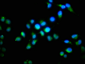 FGF1 Antibody