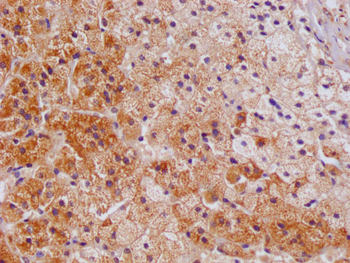 AMHR2 Antibody