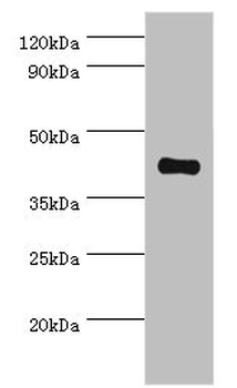 SSTR4 Antibody