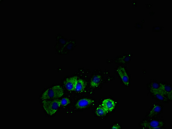 SSTR4 Antibody