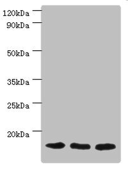 TOMM20 Antibody