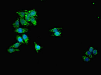 TOMM20 Antibody