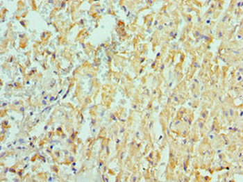 ADAM9 Antibody