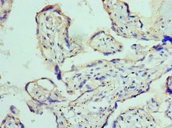 ADAM9 Antibody