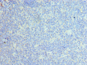 CLEC12A Antibody