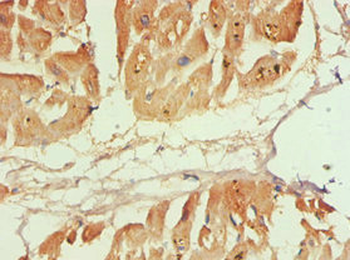 CAPN1 Antibody