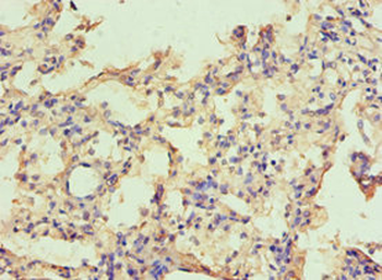 CAPN1 Antibody
