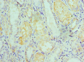 ELOB Antibody
