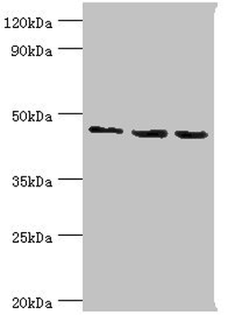 RBBP7 Antibody