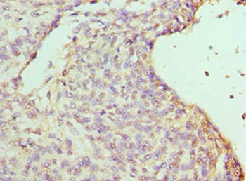 RBBP7 Antibody