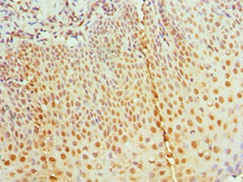 RBBP7 Antibody