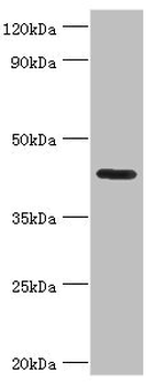 NPRL2 Antibody