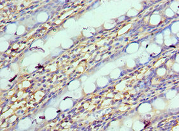 NPRL2 Antibody