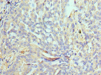 NPRL2 Antibody