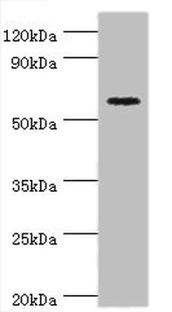 CRY2 Antibody