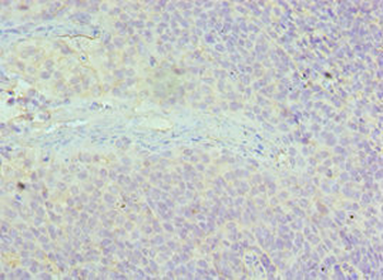 AAAS Antibody