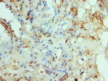RAD51D Antibody