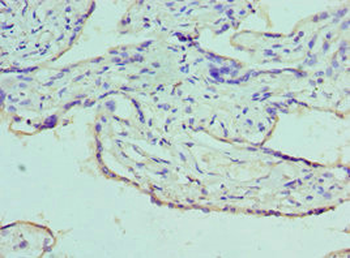 AZU1 Antibody