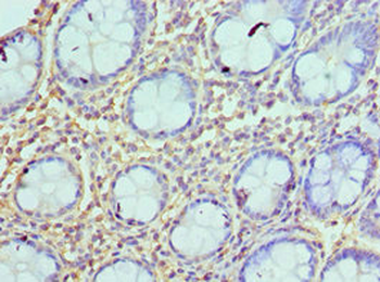 AZU1 Antibody
