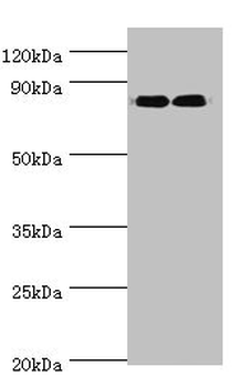 ANAPC5 Antibody